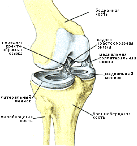 схема коленного сустава