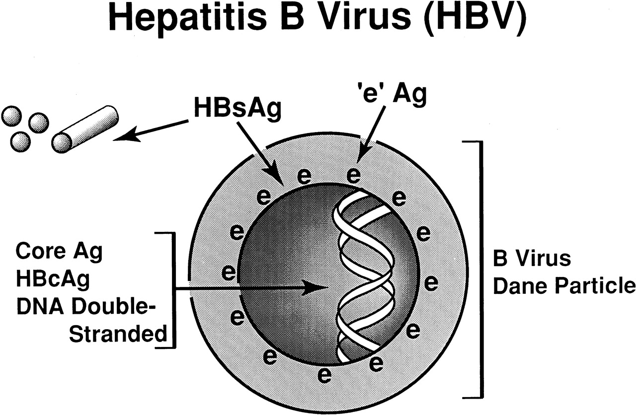 Вирусный гепатит антиген. ДНК HBV. Строение вируса гепатита в антигены. ДНК вируса гепатита в. HBV вирус.