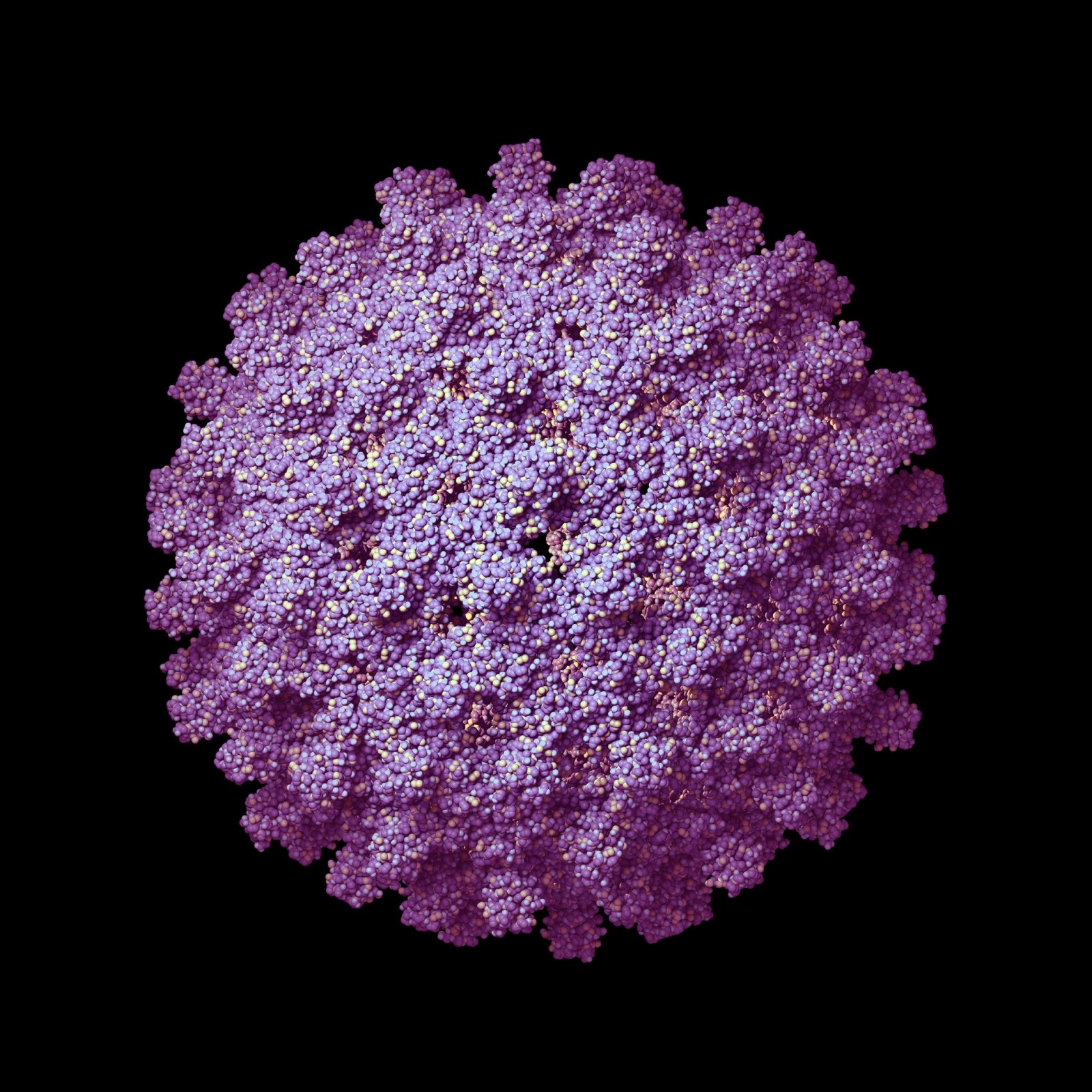 HBV вирус